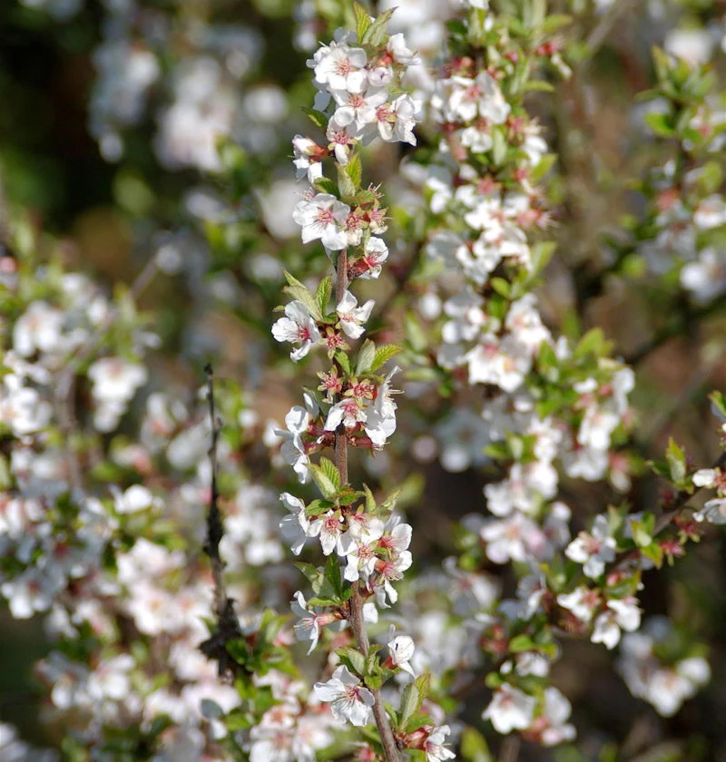 Zier Filzkirsche 80-100cm - Prunus Tomemtosa 1 Zier Filzkirsche 80-100cm - Prunus Tomemtosa