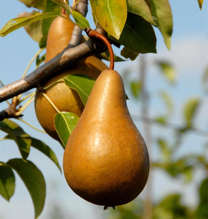 Birne Bosk Flaschenbirne 60-80cm - Große Feinwürzige Früchte 1 Birne Bosk Flaschenbirne 60-80cm - Große Feinwürzige Früchte