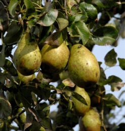 Birne Gräfin Von Paris 60-80cm - Feinkörnige Und Saftige Früchte