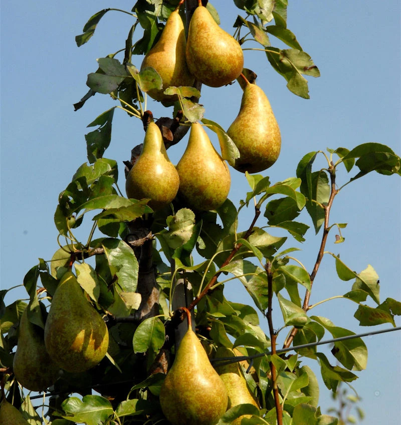Birne Conference 60-80cm - Feinwürzige Früchte 1 Birne Conference 60-80cm - Feinwürzige Früchte
