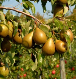 Birne Pfundbirne 60-80cm - Saftige Und Süße Früchte