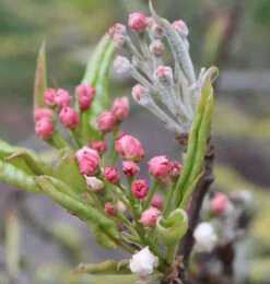 Nashi Birne Kosui 60-80cm - Pyrus Pyraster