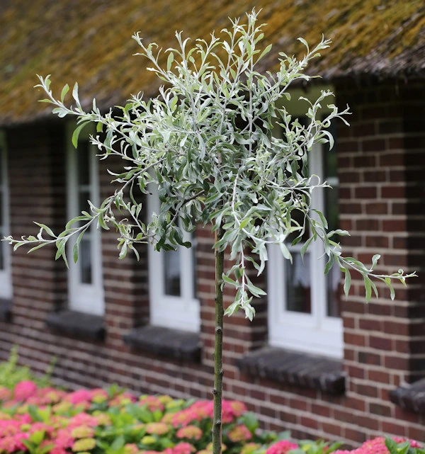 Hochstamm Hängende Wildbirne 100-125cm - Pyrus Salicifolia Pendula 1 Hochstamm Hängende Wildbirne 100-125cm - Pyrus Salicifolia Pendula