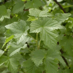 Schwarze Johannisbeere Tsema 30-40cm - Ribes Nigrum