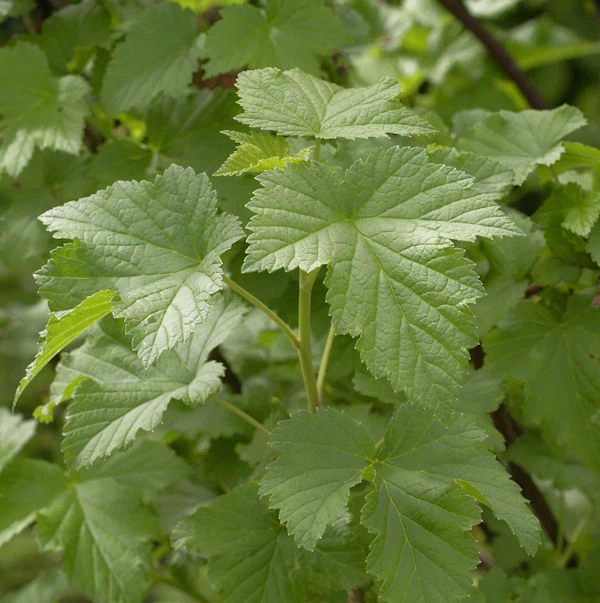 Schwarze Johannisbeere Tsema 30-40cm - Ribes Nigrum 1 Schwarze Johannisbeere Tsema 30-40cm - Ribes Nigrum