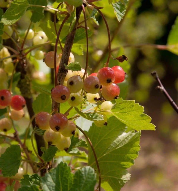 Rote Johannisbeere Rolan 30-40cm - Ribes Rubrum 1 Rote Johannisbeere Rolan 30-40cm - Ribes Rubrum