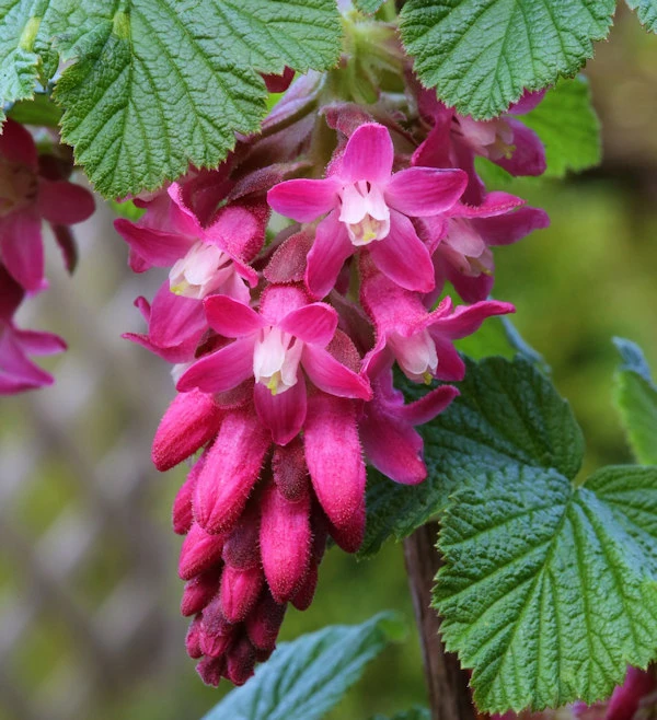 Blut Zierjohannisbeere King Edward VII 60-80cm - Ribes Sanguineum 1 Blut Zierjohannisbeere King Edward VII 60-80cm - Ribes Sanguineum