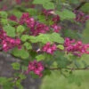 Blut Johannisbeere Pulborough Scarlet 100-125cm - Ribes Sanguineum