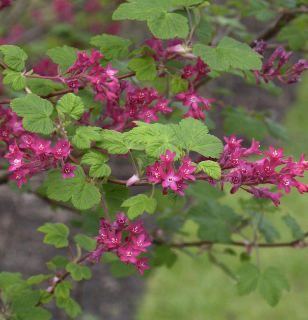 Blut Johannisbeere Pulborough Scarlet 60-80cm - Ribes Sanguineum 1 Blut Johannisbeere Pulborough Scarlet 60-80cm - Ribes Sanguineum
