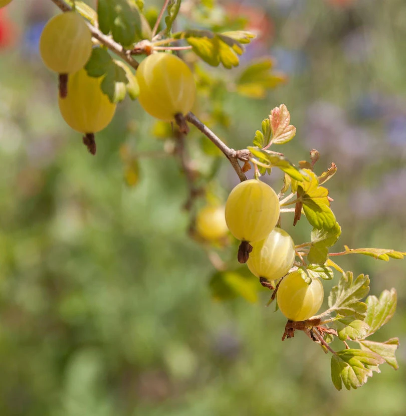 Stachelbeere Mucurines 30-40cm - Ribes Uva-crispa 1 Stachelbeere Mucurines 30-40cm - Ribes Uva-crispa
