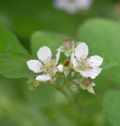 Brombeere Asterina - Rubus Fruticosus
