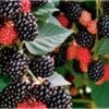 Brombeere Chester - Rubus Fruticosus