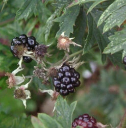 Brombeere Oregon Thornless - Rubus Fruticosus