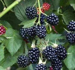Brombeere Thornless Evergreen - Rubus Fruticosus