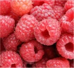 Himbeere Autumn Bliss - Rubus Idaeus