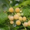 Himbeere Golden Queen - Rubus Idaeus