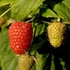Himbeere Willamette - Rubus Idaeus