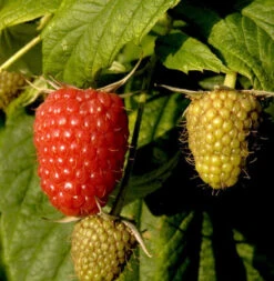 Himbeere Willamette - Rubus Idaeus