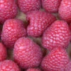 Himbeere Meeker® - Rubus Idaeus