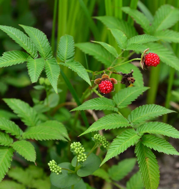 Erdbeerhimbeere - Rubus Illecebrosus 1 Erdbeerhimbeere - Rubus Illecebrosus