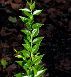 Mäusedornblättrige Fleischbeere Dragons Gate 25-30cm - Sarcococca Ruscifolia