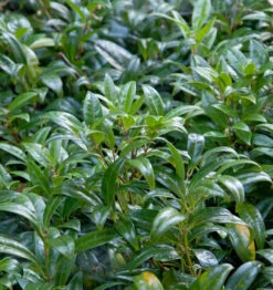 Fleischbeere 30-40cm - Sarcococca Confusa