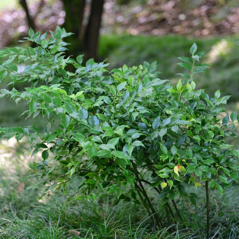 Mäusedornblättrige Fleischbeere 60-80cm - Sarcococca Ruscifolia 1 Mäusedornblättrige Fleischbeere 60-80cm - Sarcococca Ruscifolia