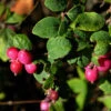 10x Niedrige Purpurbeere 20-30cm - Symphoricarpos Chenaultii