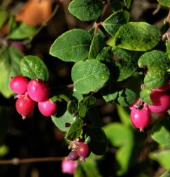 10x Niedrige Purpurbeere 20-30cm - Symphoricarpos Chenaultii
