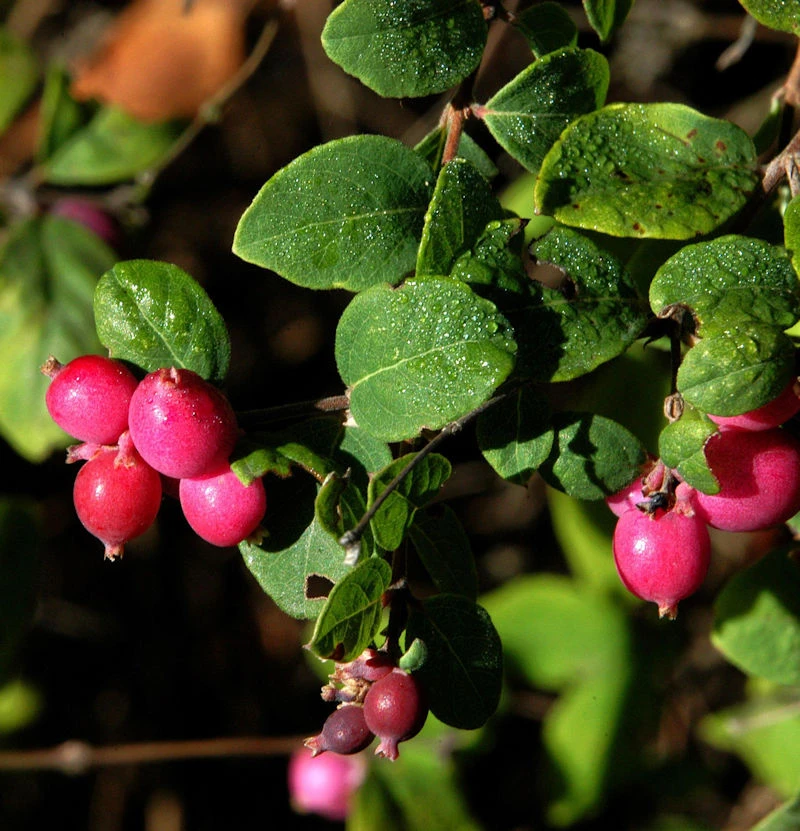 10x Niedrige Purpurbeere 20-30cm - Symphoricarpos Chenaultii 1 10x Niedrige Purpurbeere 20-30cm - Symphoricarpos Chenaultii