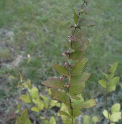 Amethystbeere Magic Berry 100-125cm - Symphoricarpos Doorenbosii