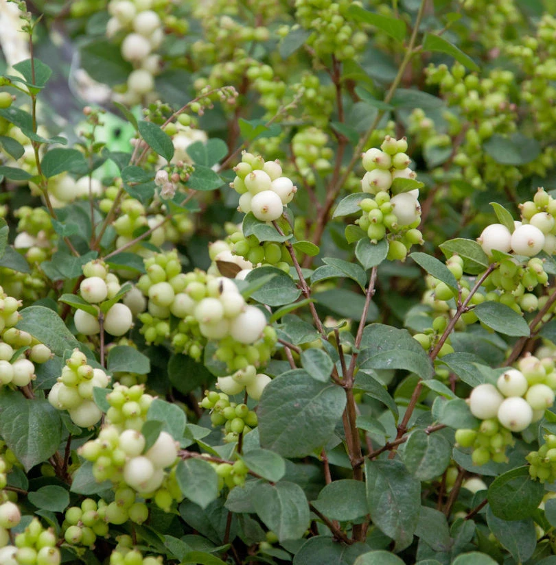 Amethystbeere Magical Avalanc 60-80cm - Symphoricarpos Doorenbosii 1 Amethystbeere Magical Avalanc 60-80cm - Symphoricarpos Doorenbosii