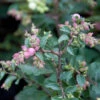 Amethystbeere Magical Candy 40-60cm - Symphoricarpos Doorenbosii