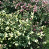 Amethystbeere Magical Galaxy 60-80cm - Symphoricarpos Doorenbosii