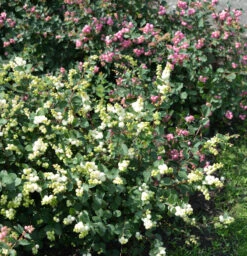 Amethystbeere Magical Galaxy 60-80cm - Symphoricarpos Doorenbosii