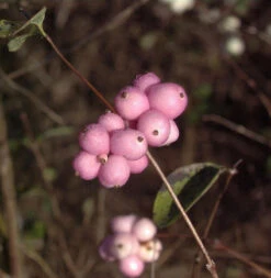 Amethystbeere Magical Temptation® 40-60cm - Symphoricarpos Doorenbosii