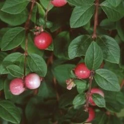 Amethystbeere Mother Of Pearl 60-80cm - Symphoricarpos Doorenbosii