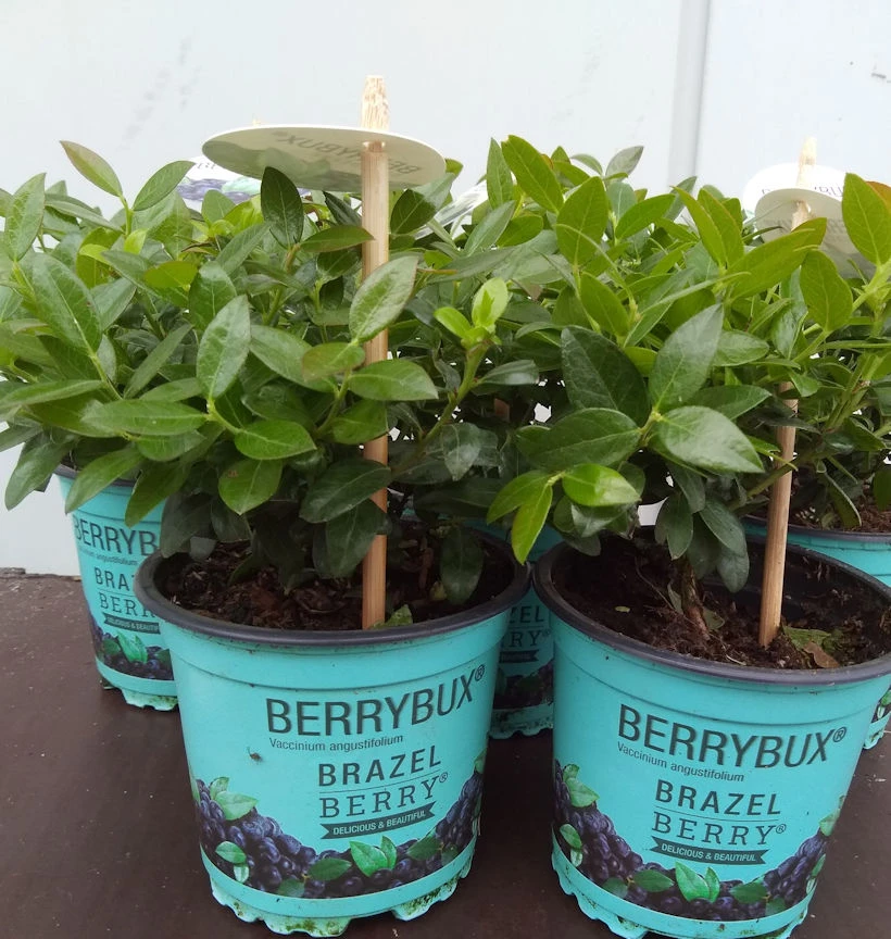 10x Heidelbeere Berry Bux - BrazelBerry 10-15cm - Vaccinium Angustifolium 1 10x Heidelbeere Berry Bux - BrazelBerry 10-15cm - Vaccinium Angustifolium