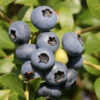 Heidelbeere Bluegold 40-60cm - Vaccinium Corymbosum