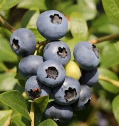 Heidelbeere Bluegold 40-60cm - Vaccinium Corymbosum