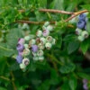 Heidelbeere Blueray 40-60cm - Vaccinium Corymbosum