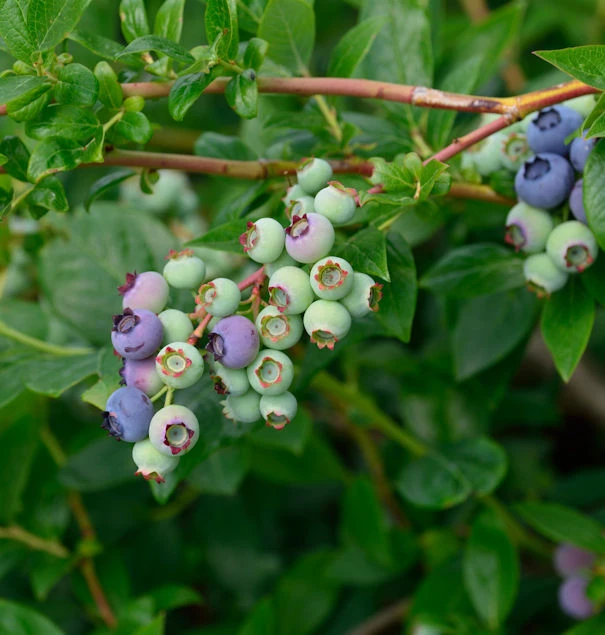 Heidelbeere Blueray 40-60cm - Vaccinium Corymbosum 1 Heidelbeere Blueray 40-60cm - Vaccinium Corymbosum