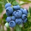 Heidelbeere Brigitta 60-80cm - Vaccinium Corymbosum