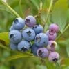 Heidelbeere Chandler 30-40cm - Vaccinium Corymbosum