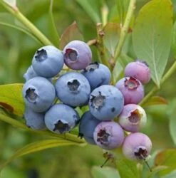 Heidelbeere Chandler 30-40cm - Vaccinium Corymbosum