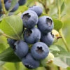 Heidelbeere Hardy Blue 60-80cm - Vaccinium Corymbosum