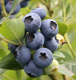 Heidelbeere Hardy Blue 60-80cm - Vaccinium Corymbosum