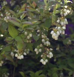 Heidelbeere Herma 80-100cm - Vaccinium Corymbosum