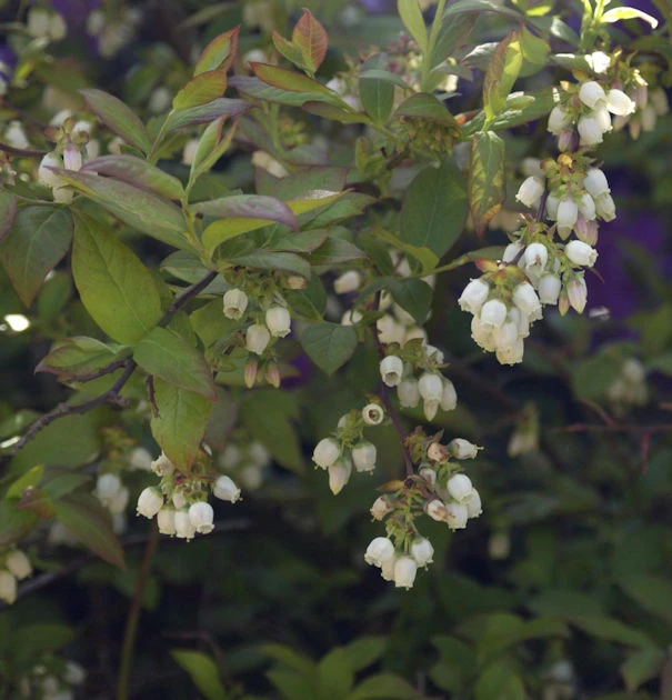 Heidelbeere Herma 80-100cm - Vaccinium Corymbosum 1 Heidelbeere Herma 80-100cm - Vaccinium Corymbosum