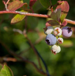 Heidelbeere Hortblue Poppins® 60-80cm - Vaccinium Corymbosum